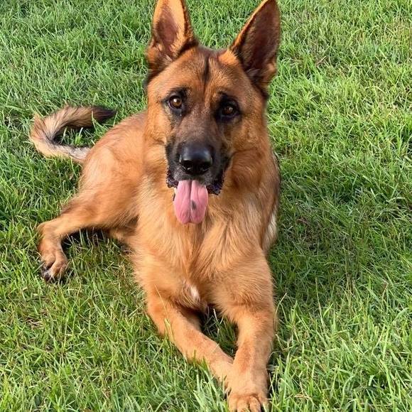 Meet your Posher, Larry - Picture 1 of 1